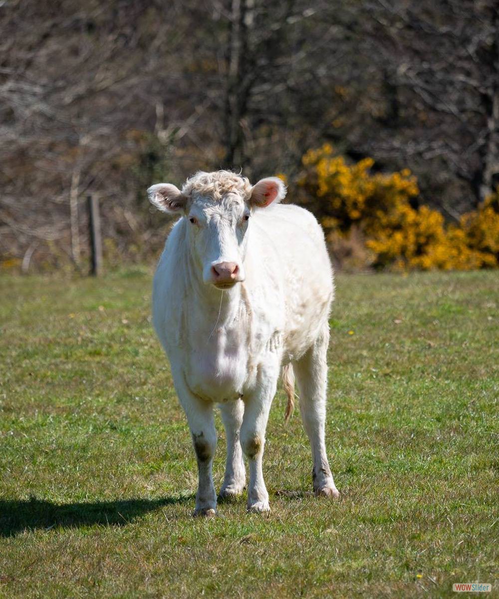 whitebred shorthorn cow